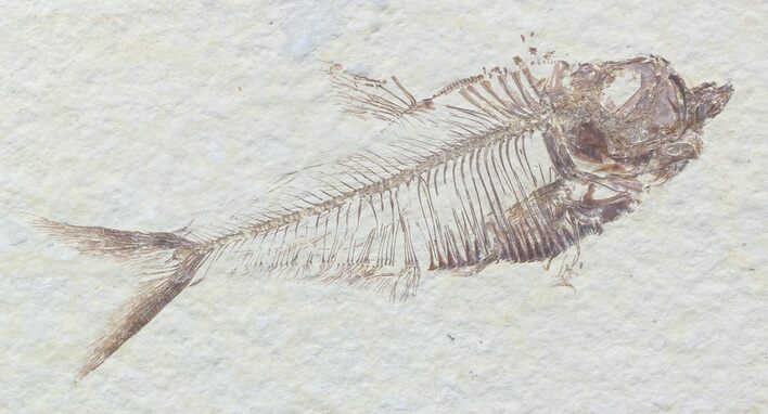 Detailed, Diplomystus Fossil Fish - Wyoming #52230